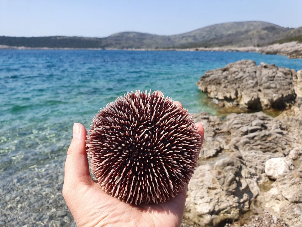 Морской еж Дальневосточный