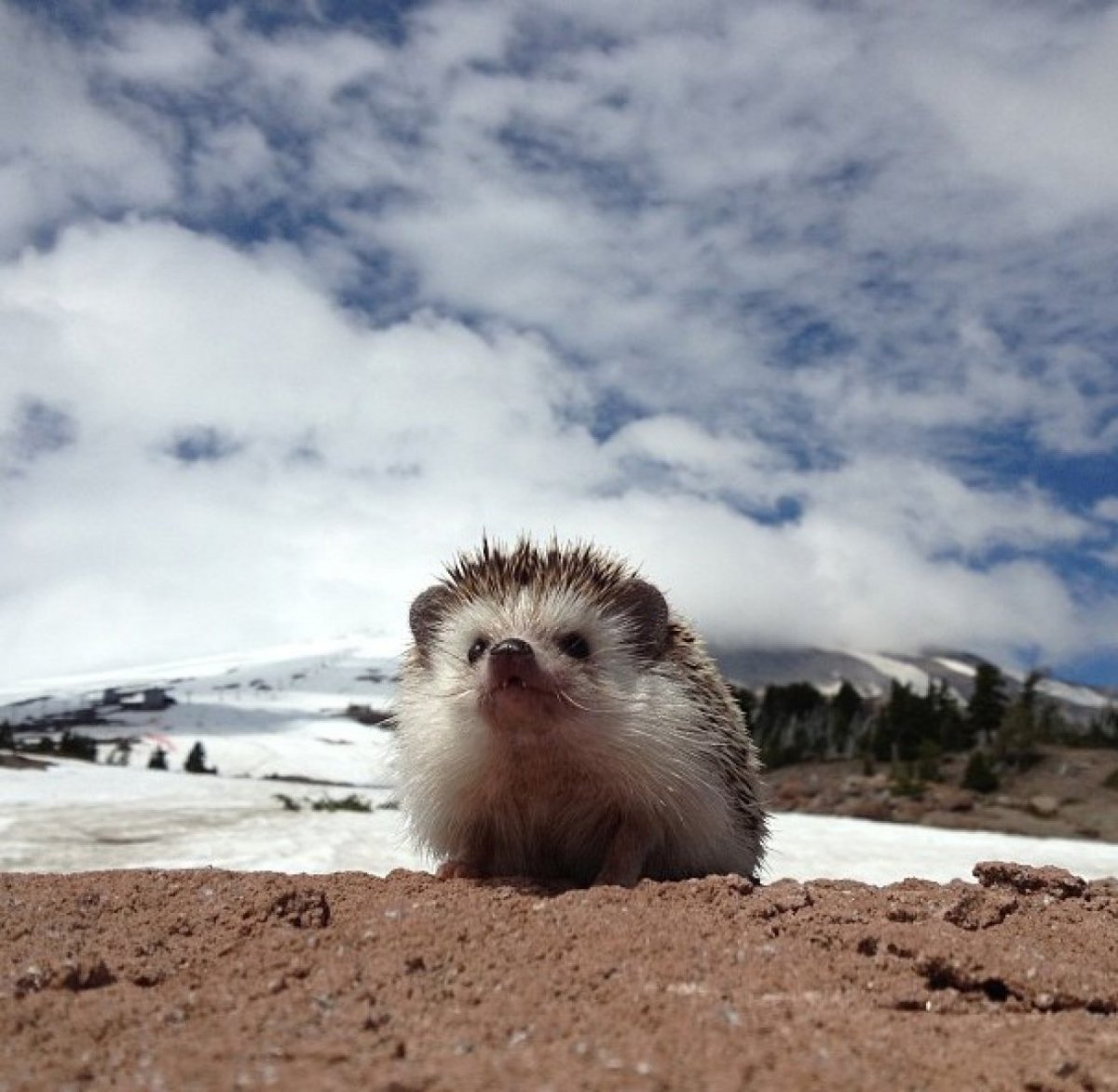 Ежик на море