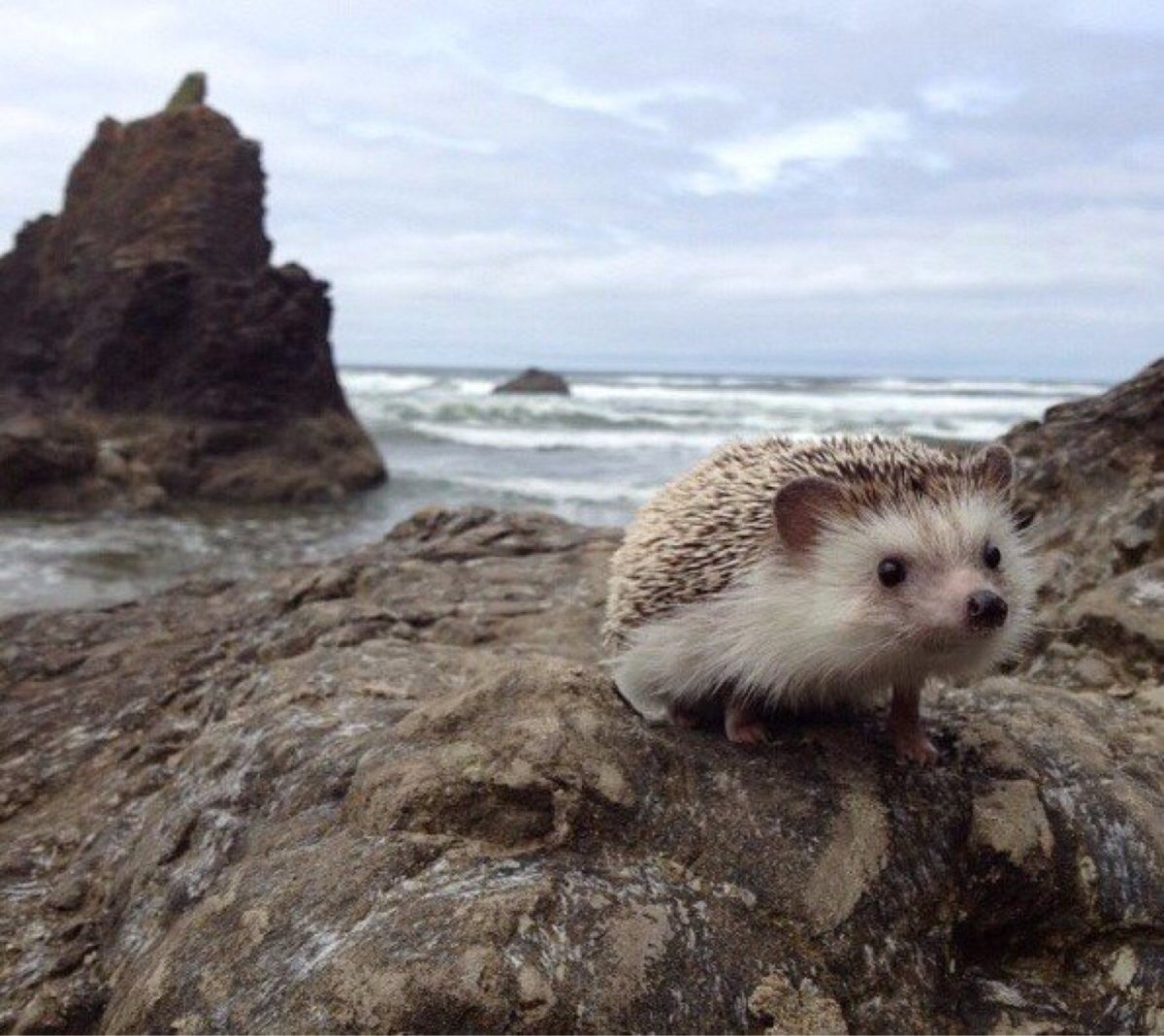 Ежики в Крыму