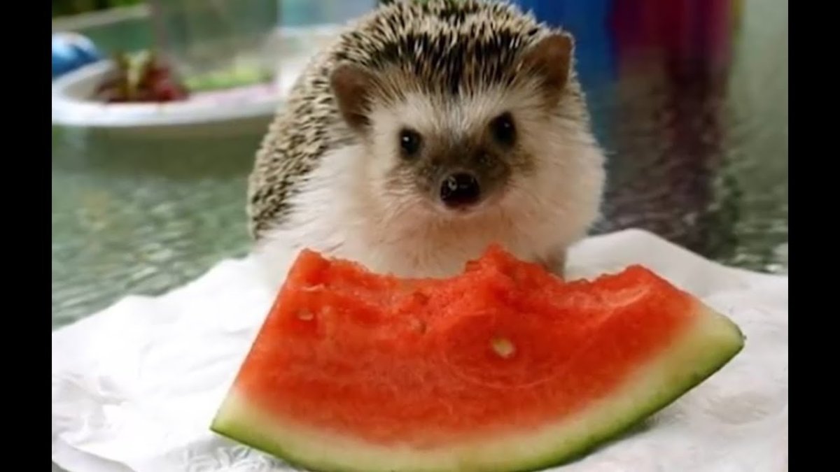 Животные и Арбуз