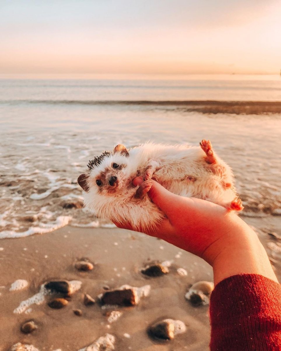 Животные моря