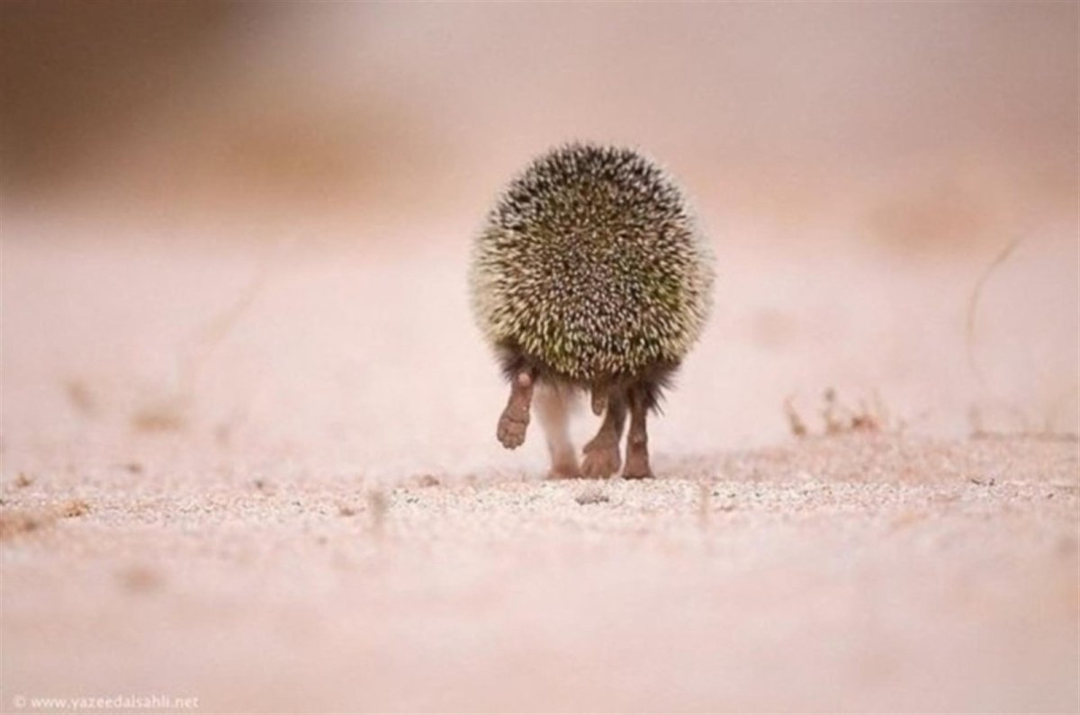 Ежик обиделся