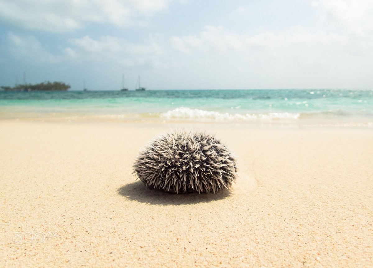 Морской ёж HD