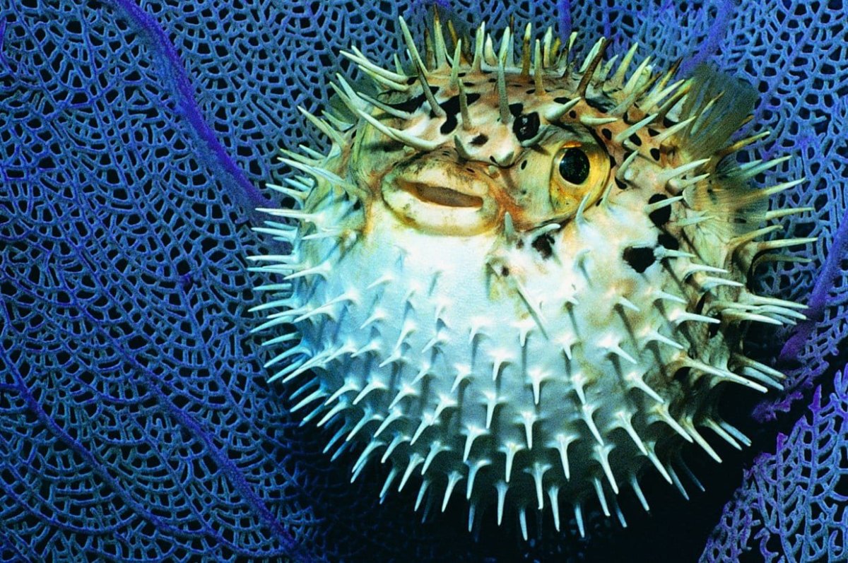 Рыба еж фугу