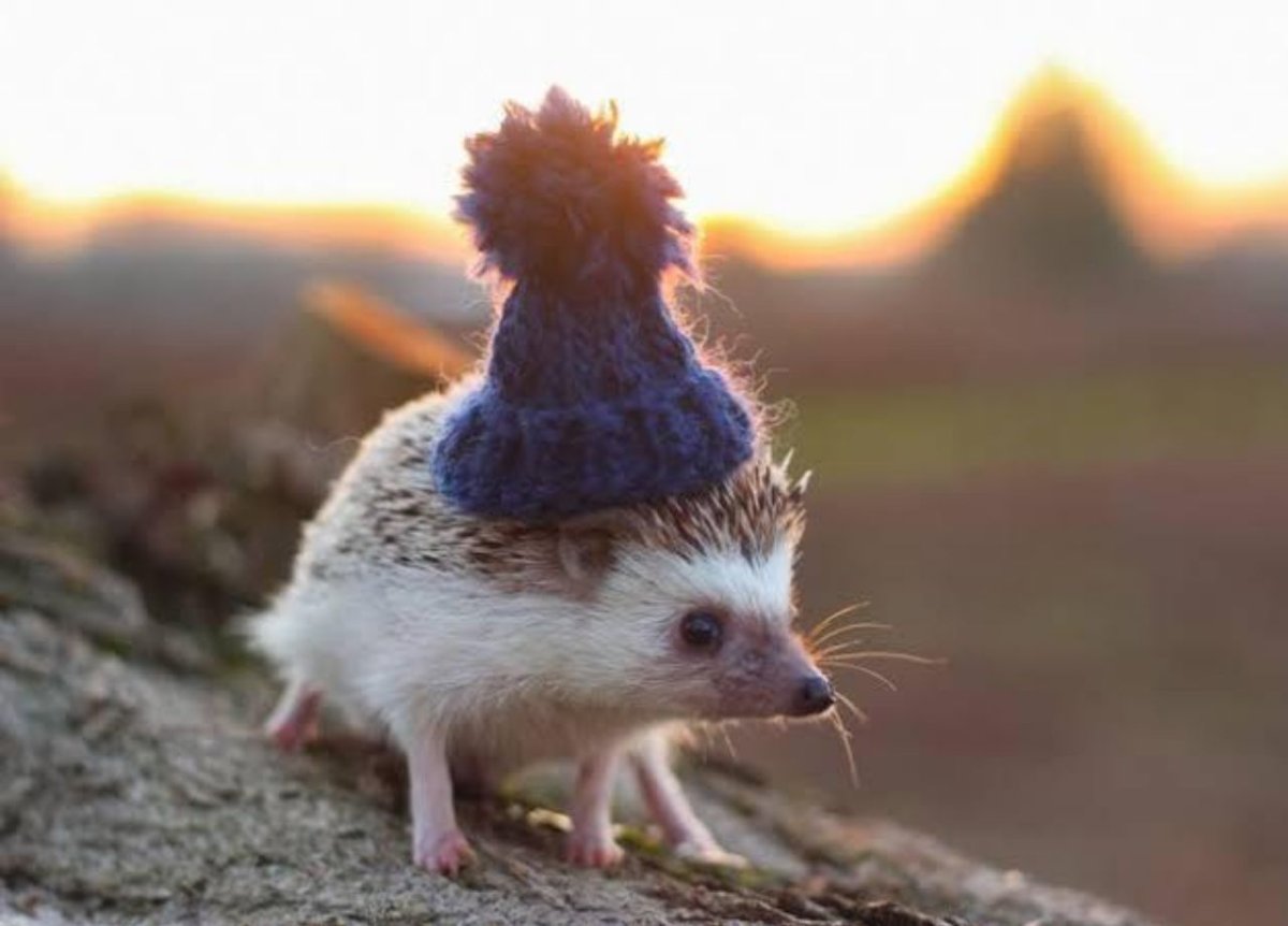 Хорошего дня Ежик