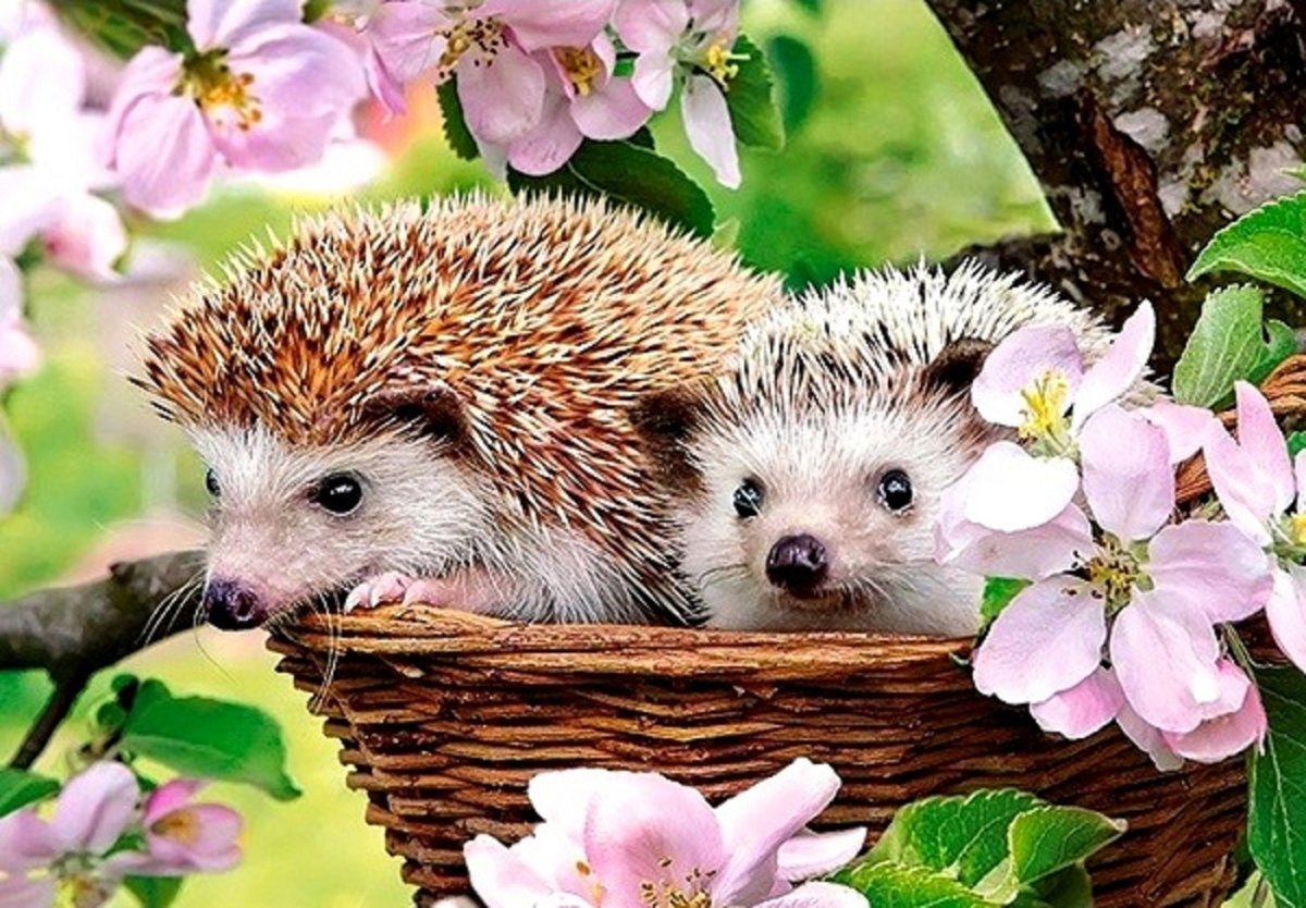 Пазл Castorland Springtime (b-13319), 120 дет.