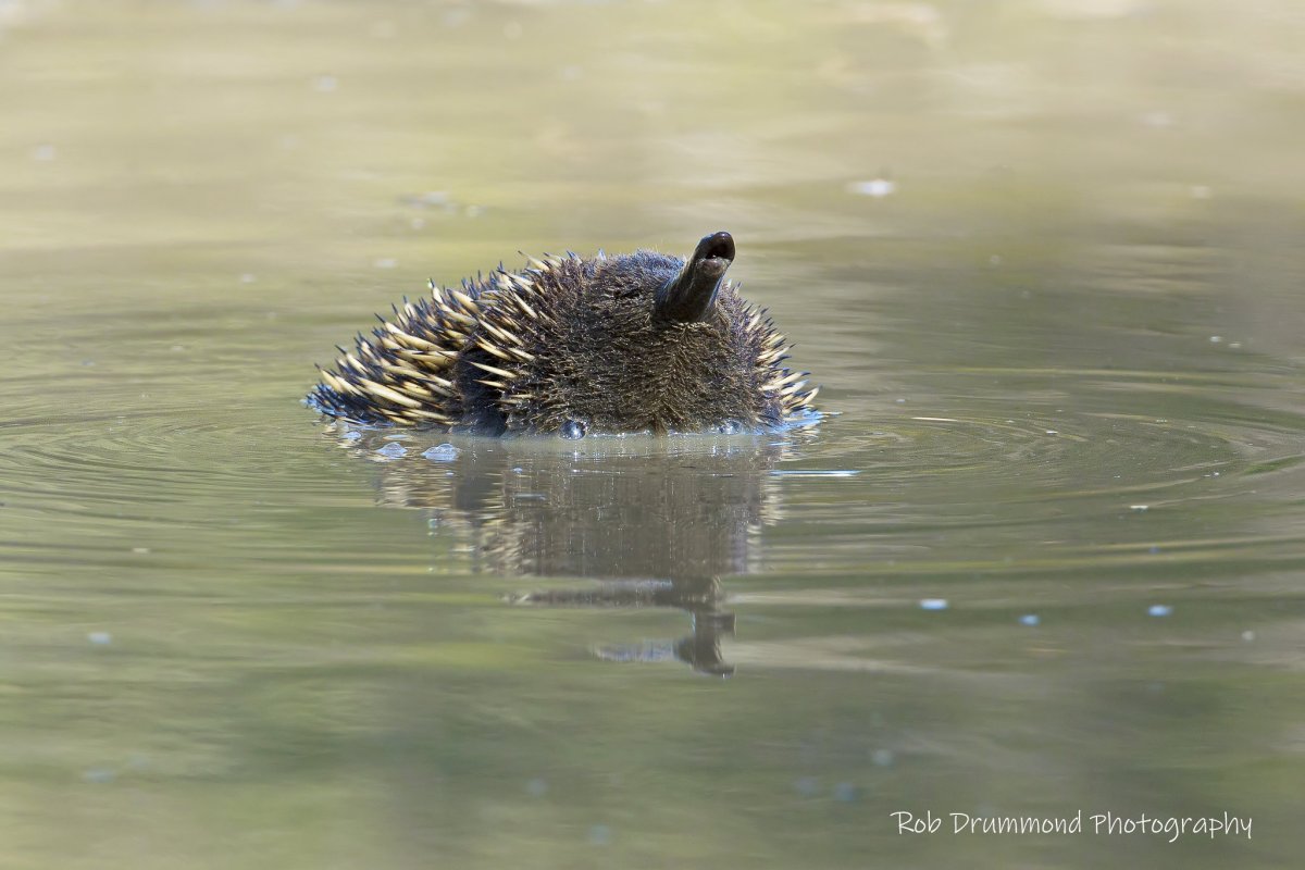 Ехидна плывет