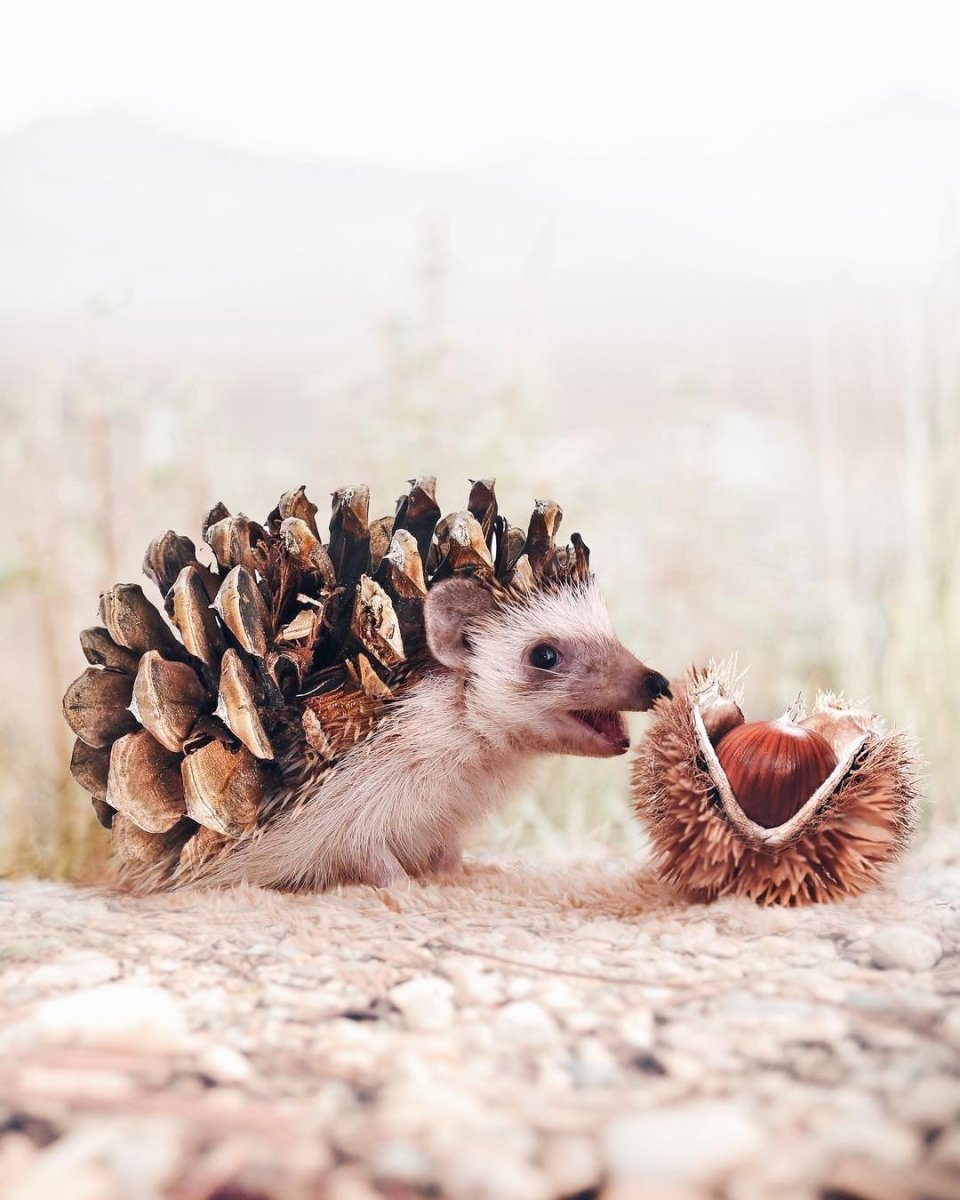 Необычные Ежи