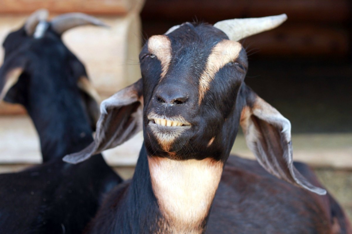 Горный Винторогий козел