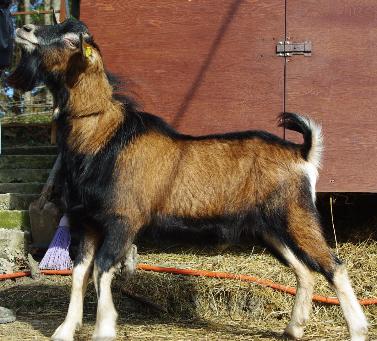 Афганская порода коз