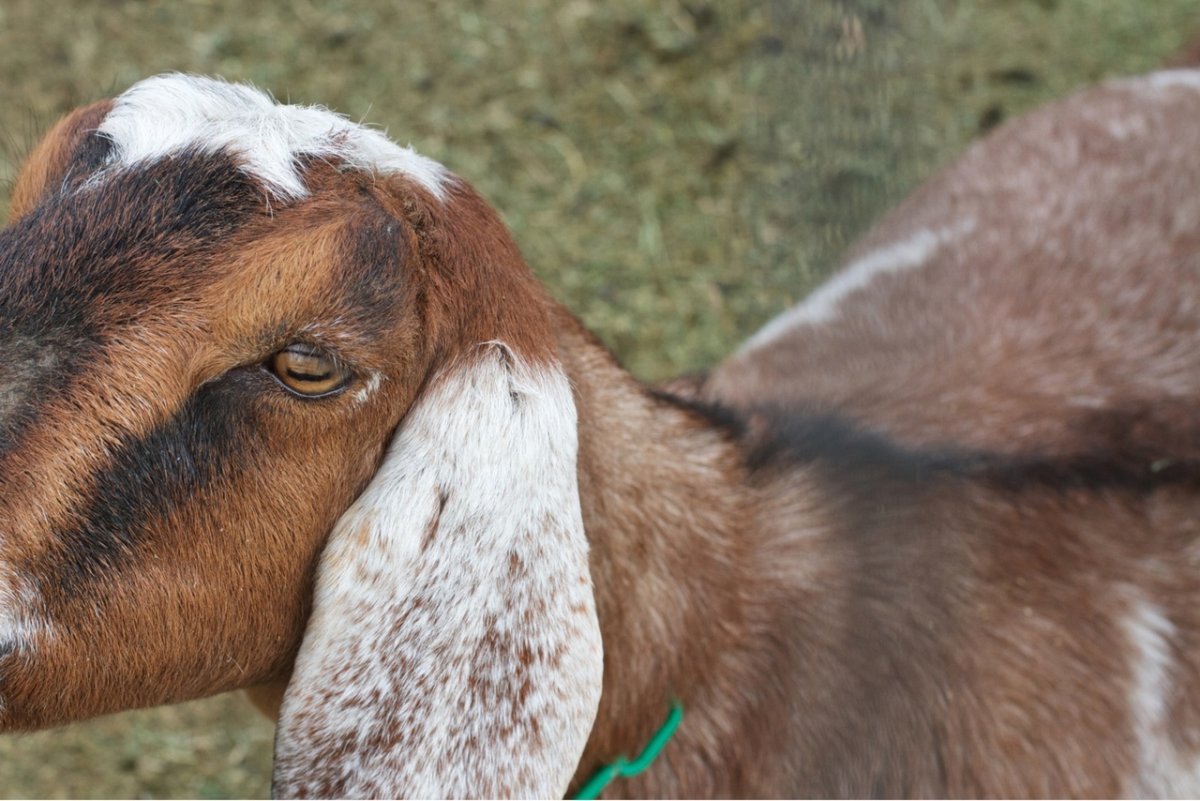 Афганистанская коза