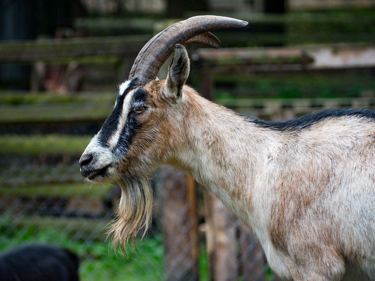 Афганская порода коз