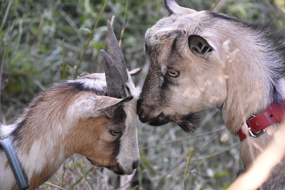 Стилизованные персонажи животные