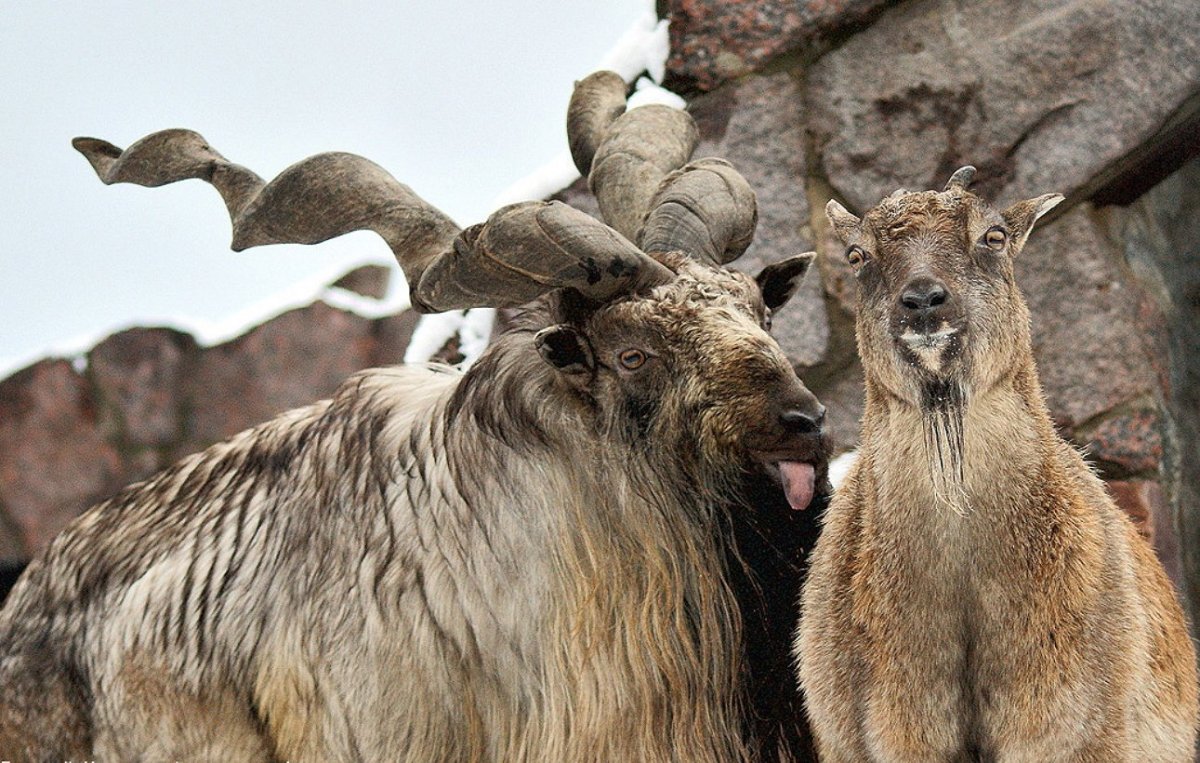 Горный Винторогий козел