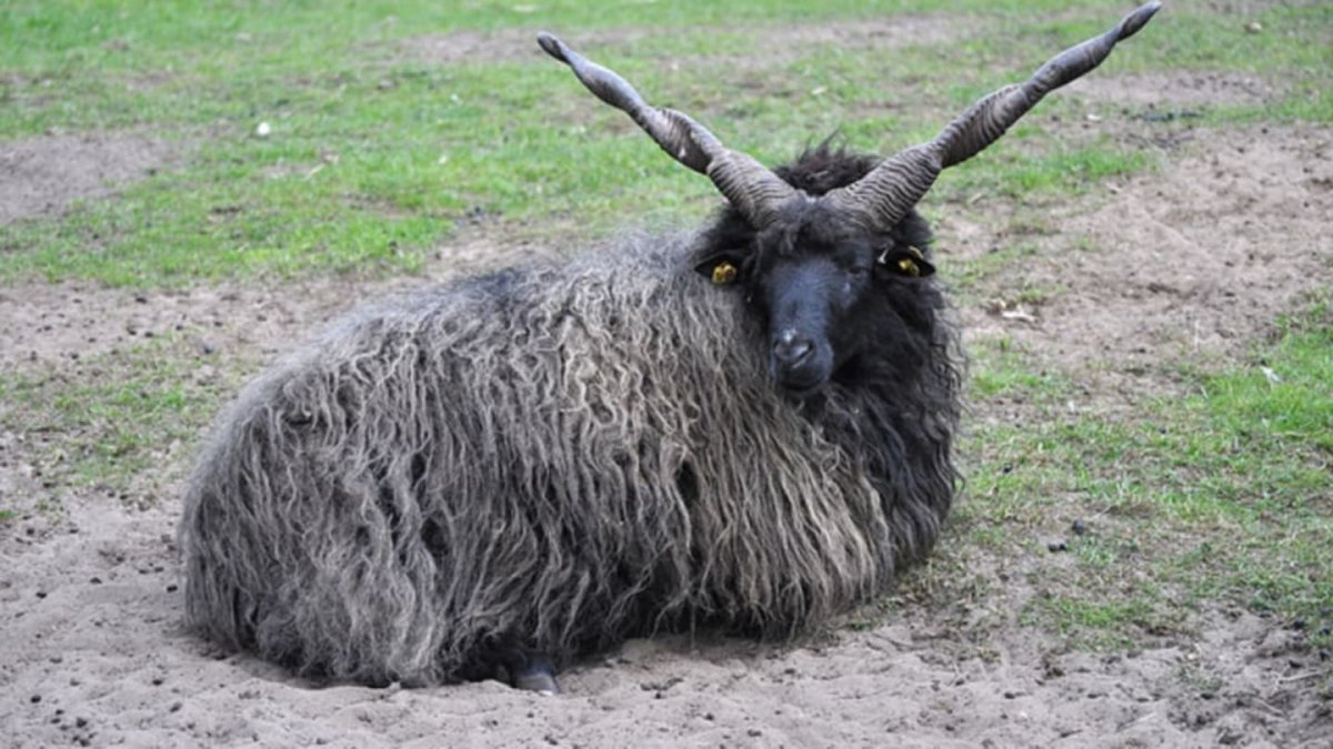 Ягненок Эстетика