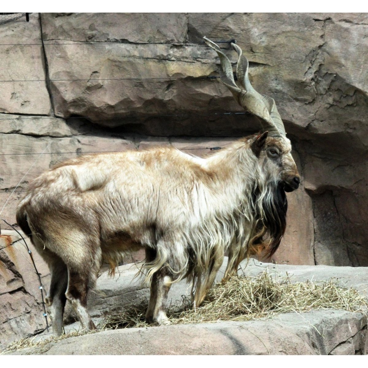 Реферанс Баранов