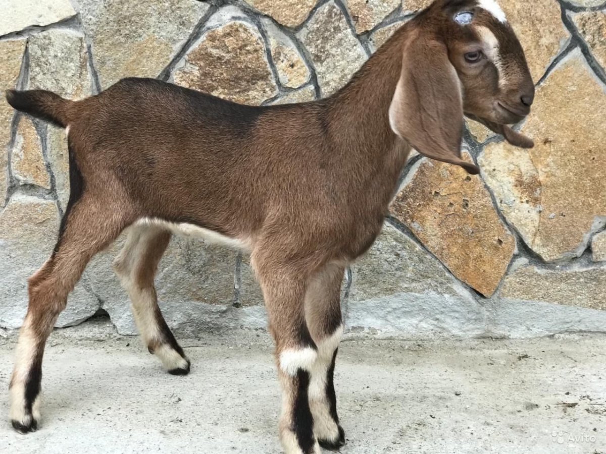Винторогий нубийские козы