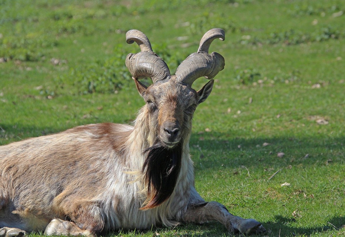 Винторогая Дикая коза