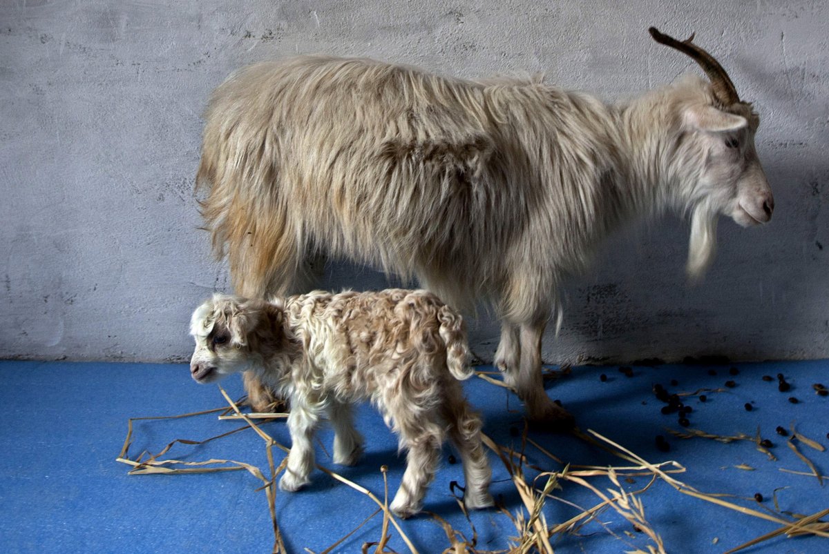 Козел и ягненок