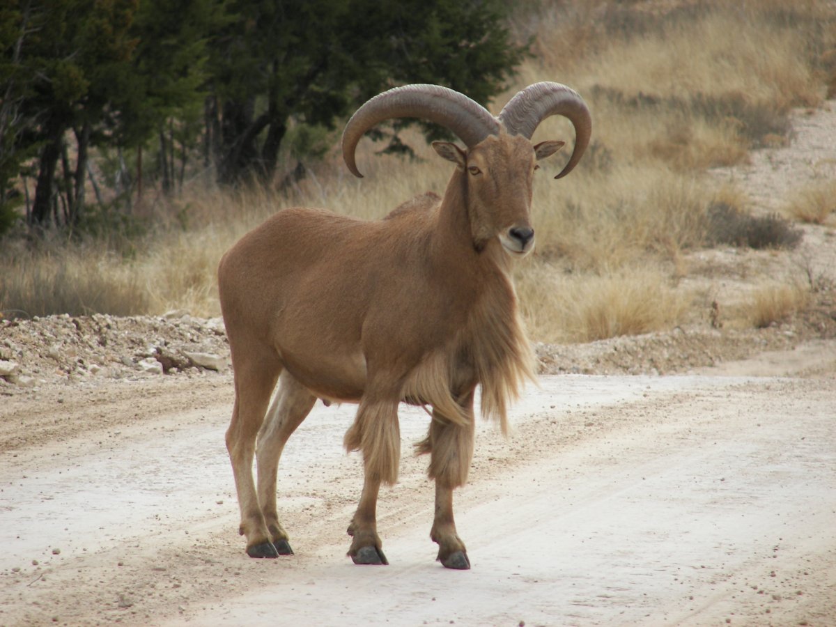 Горный козел самка