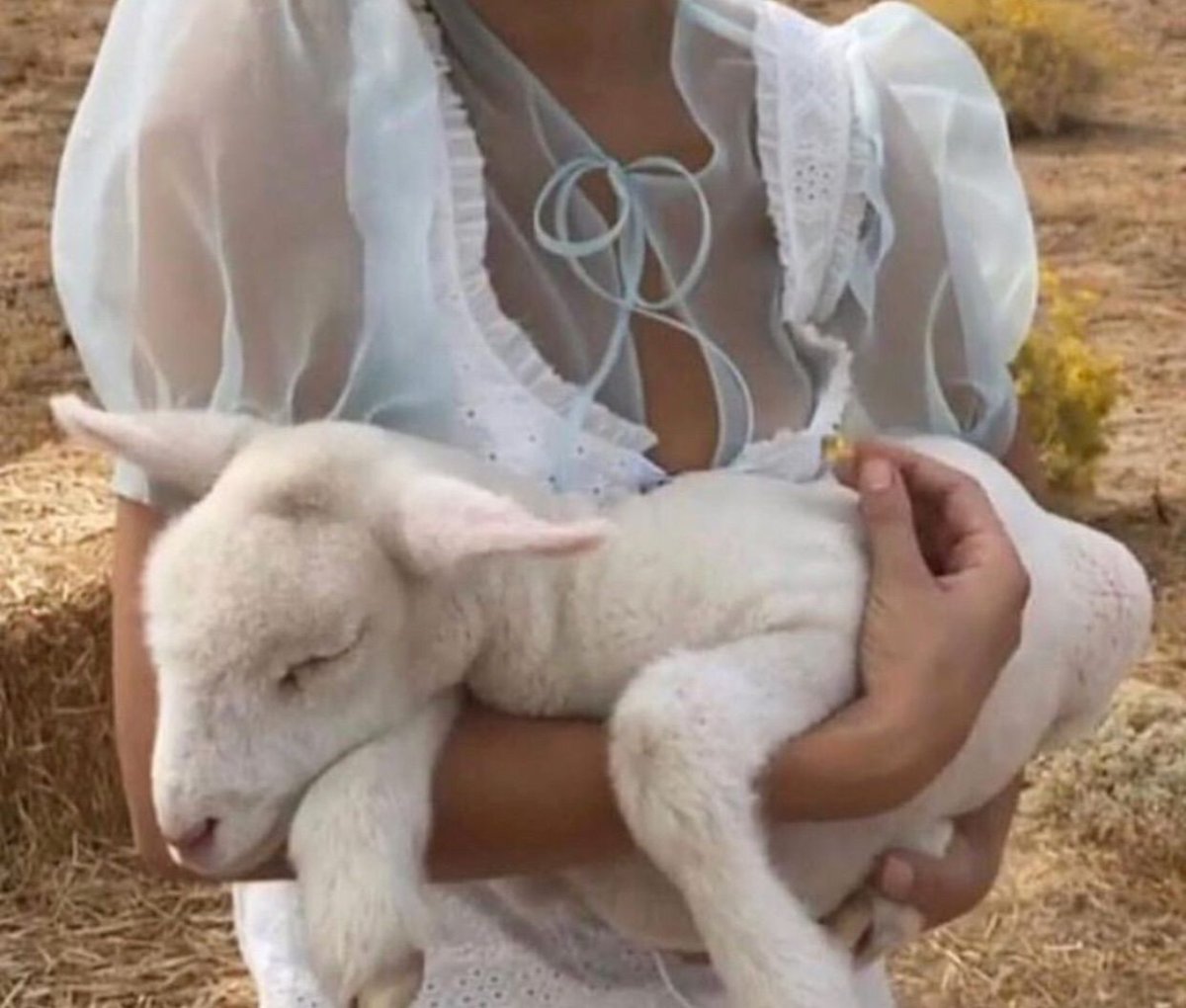 Довольная коза