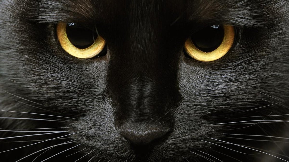 Черная кошка с синими глазами