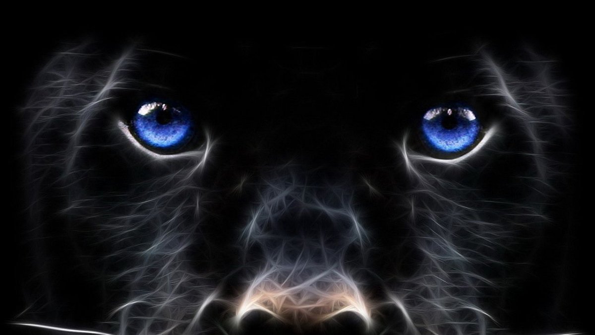 Макросъемка кошек