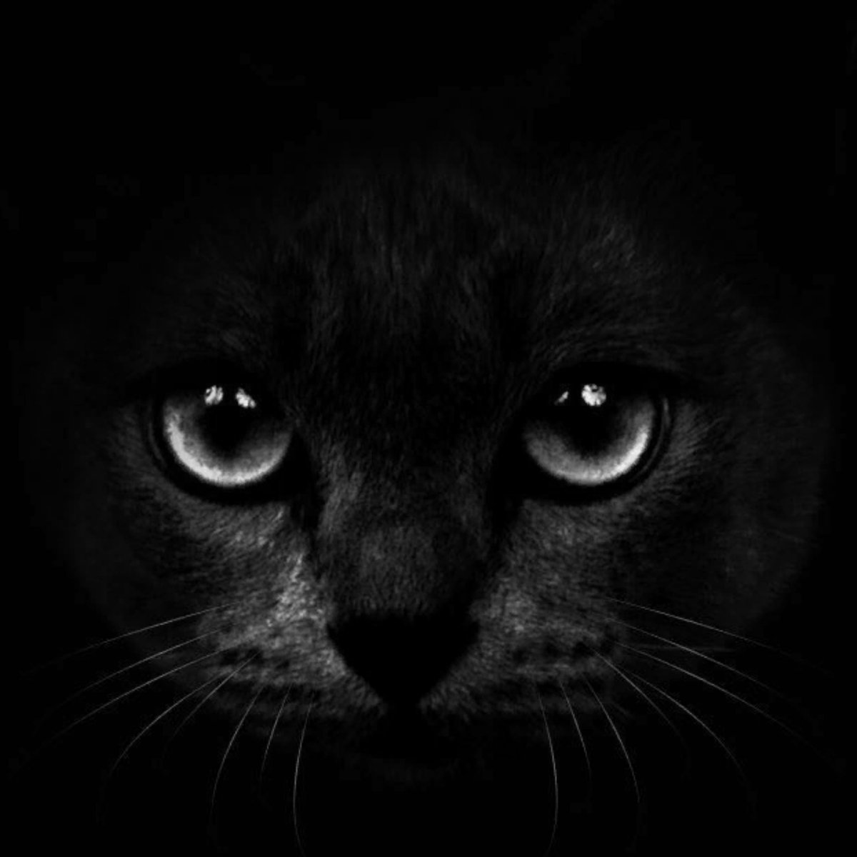 Обои на рабочий стол черный кот