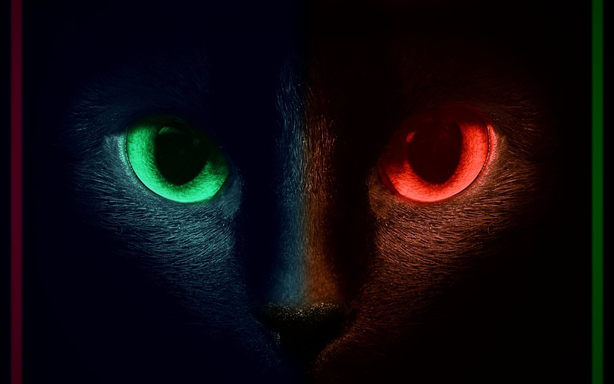 Глаза кошки ночью