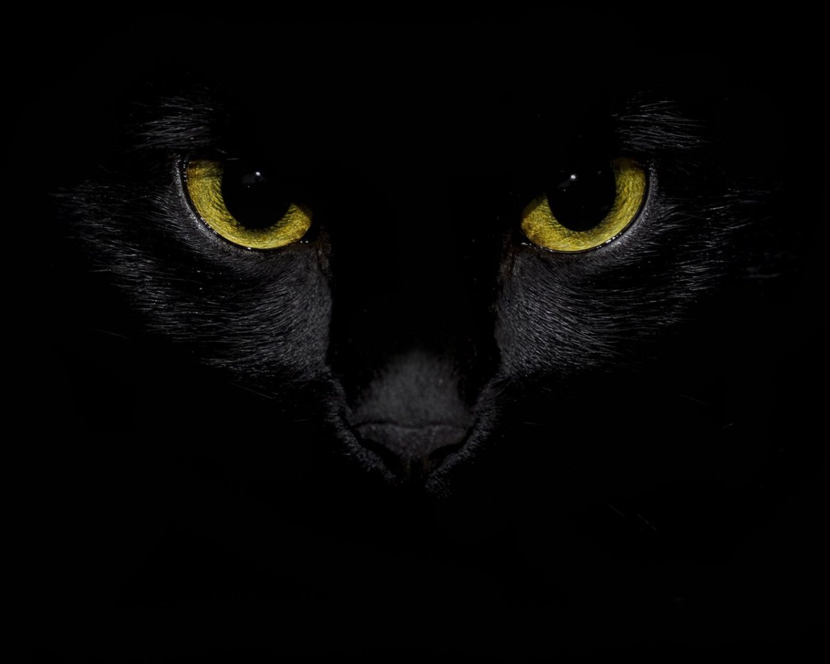 Кошачьи глаза в темноте