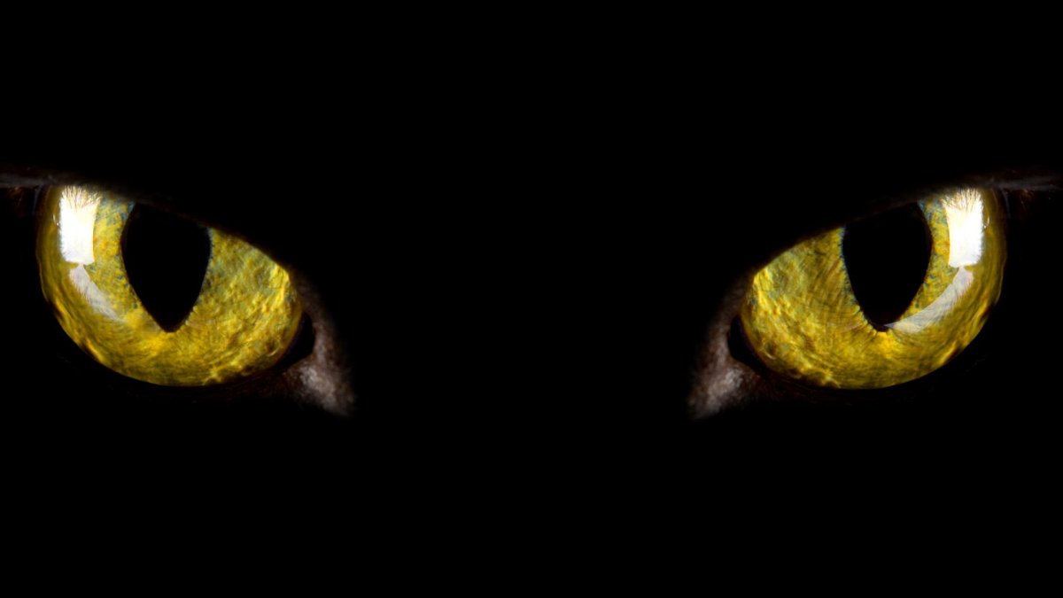 Злые кошачьи глаза