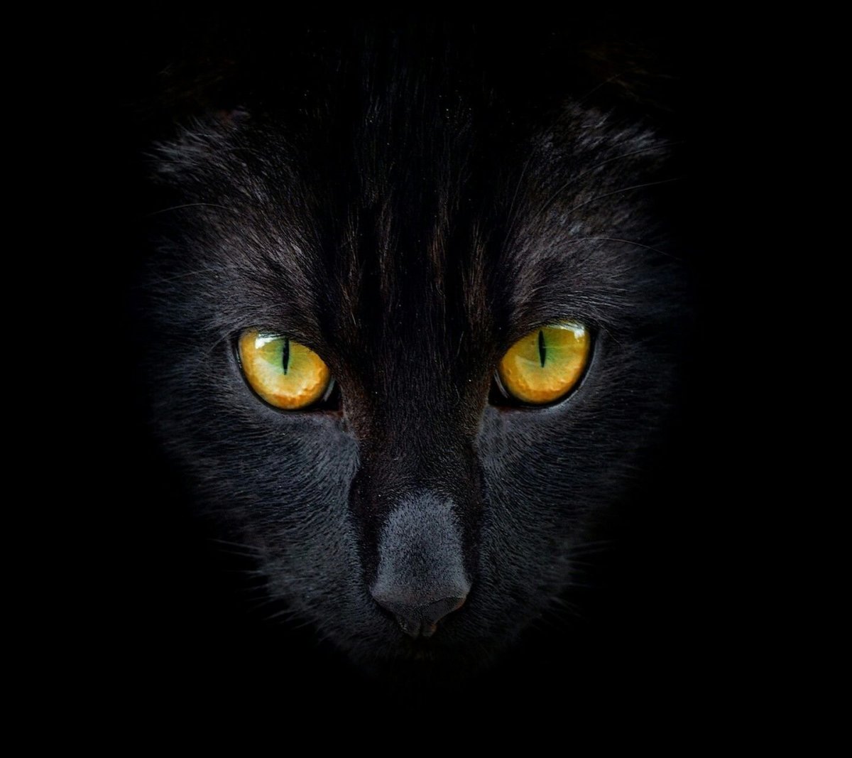 Глаза пантеры