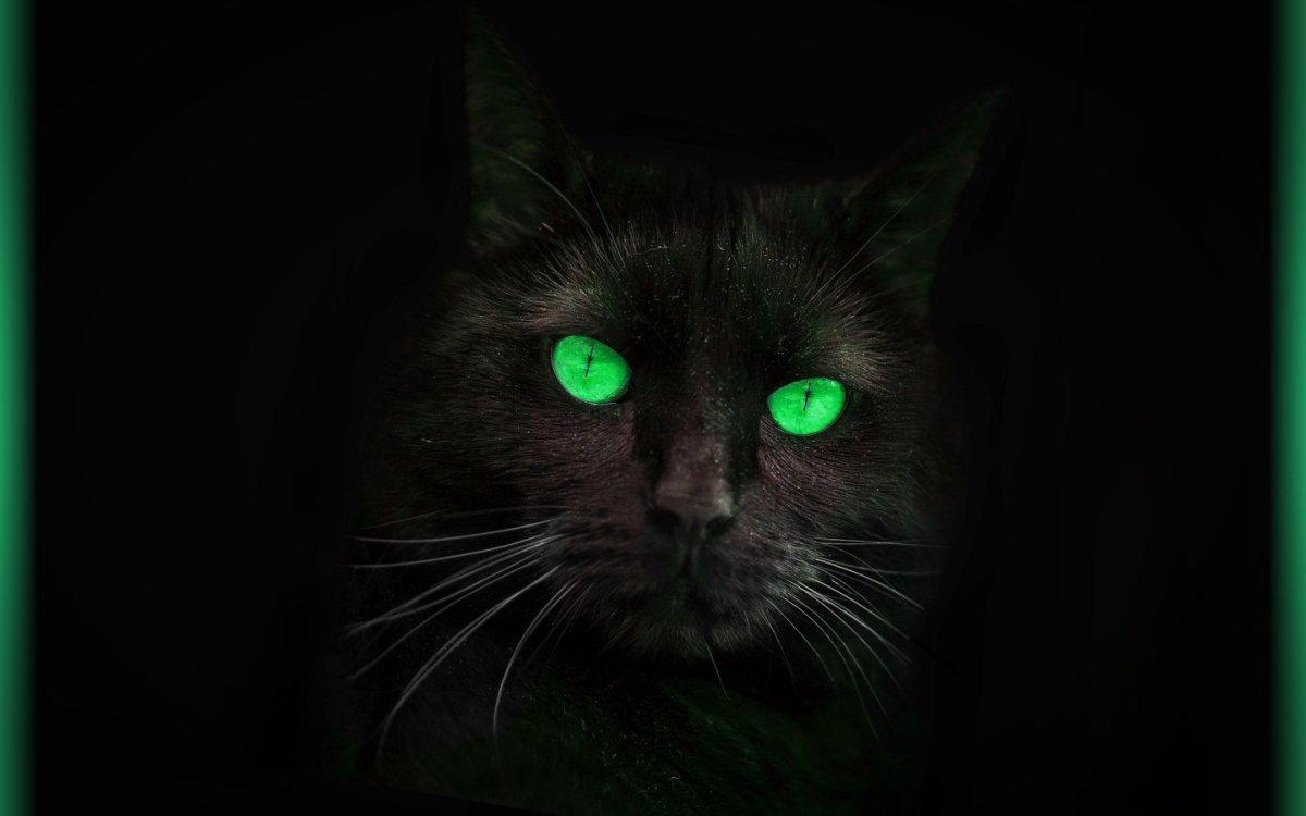 Черная кошка с зелеными глазами