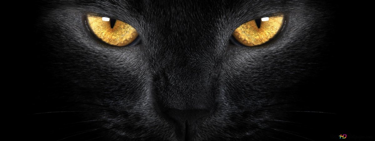 Кошачие глаза на черном фоне