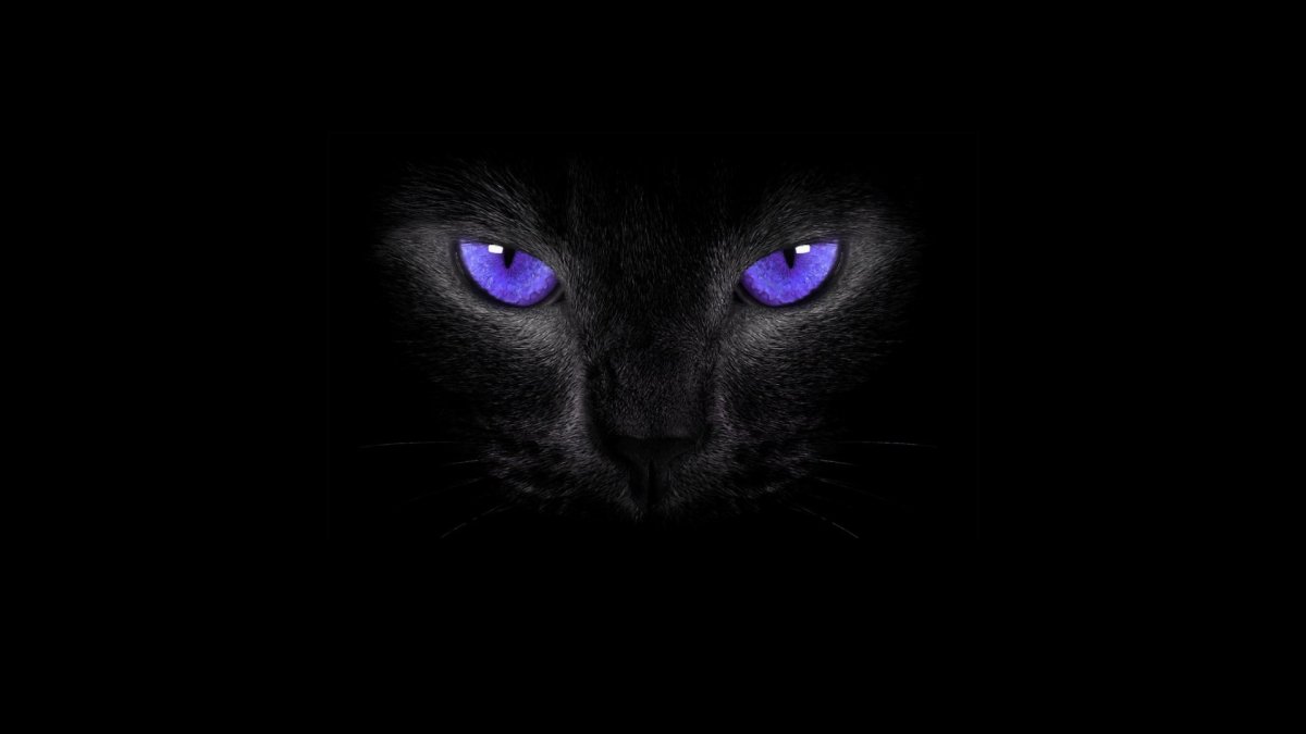 Черная кошка