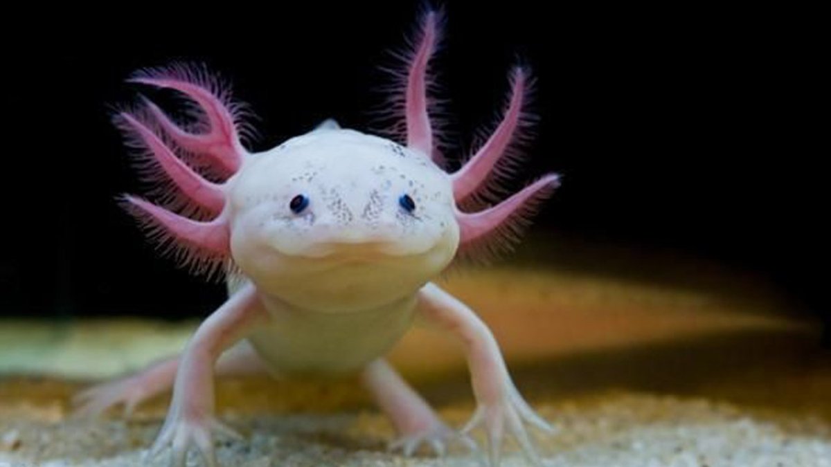 Аксолотль личинка амбистомы