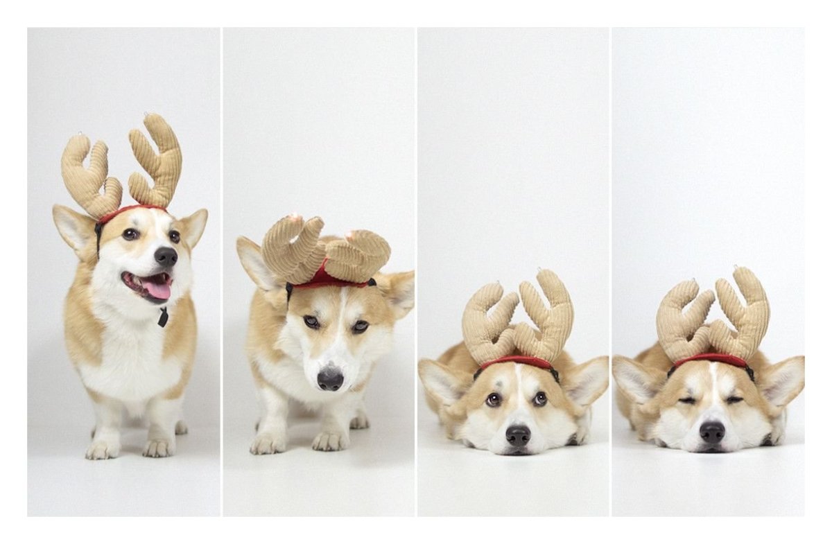 Корги с рожками