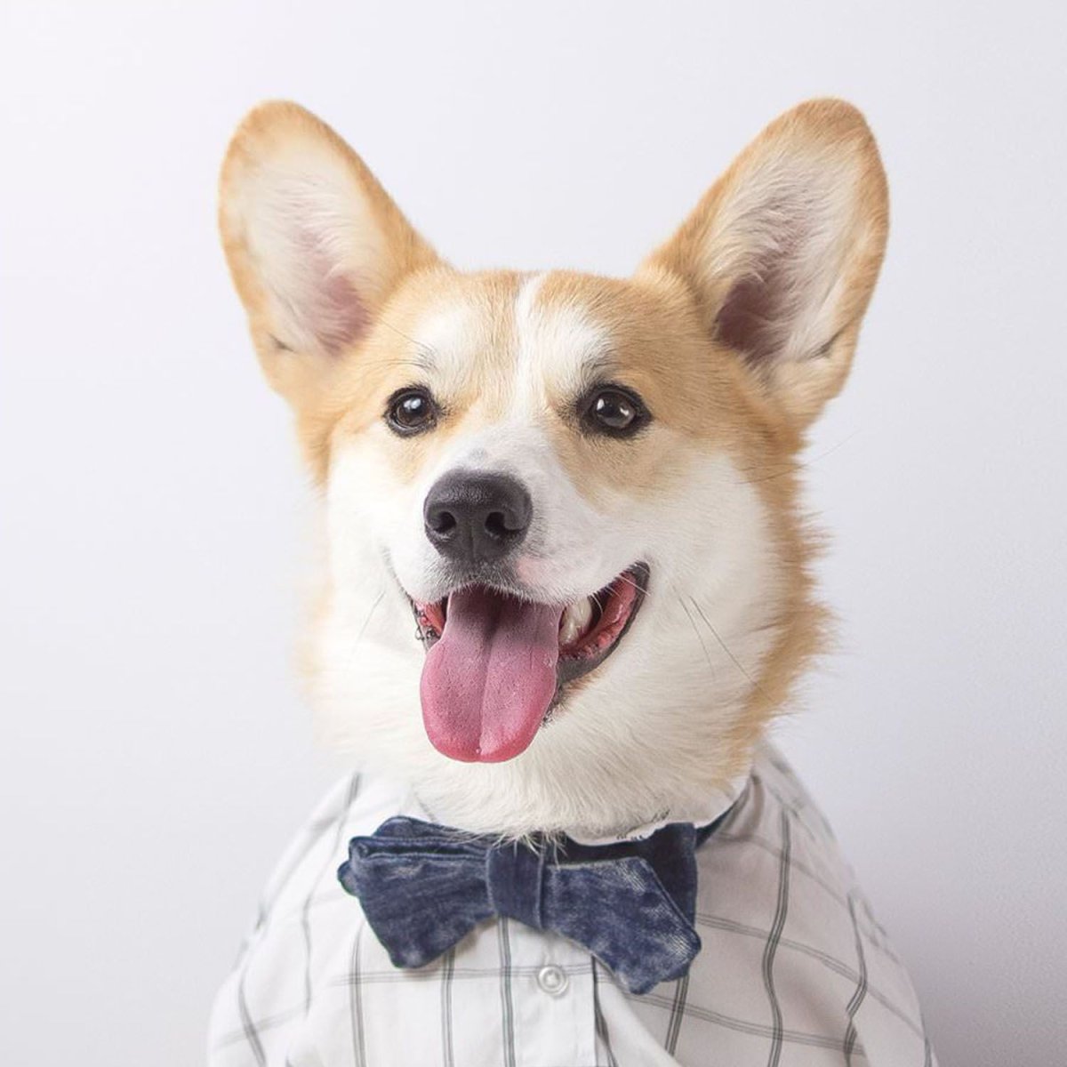 Собака корги на аву