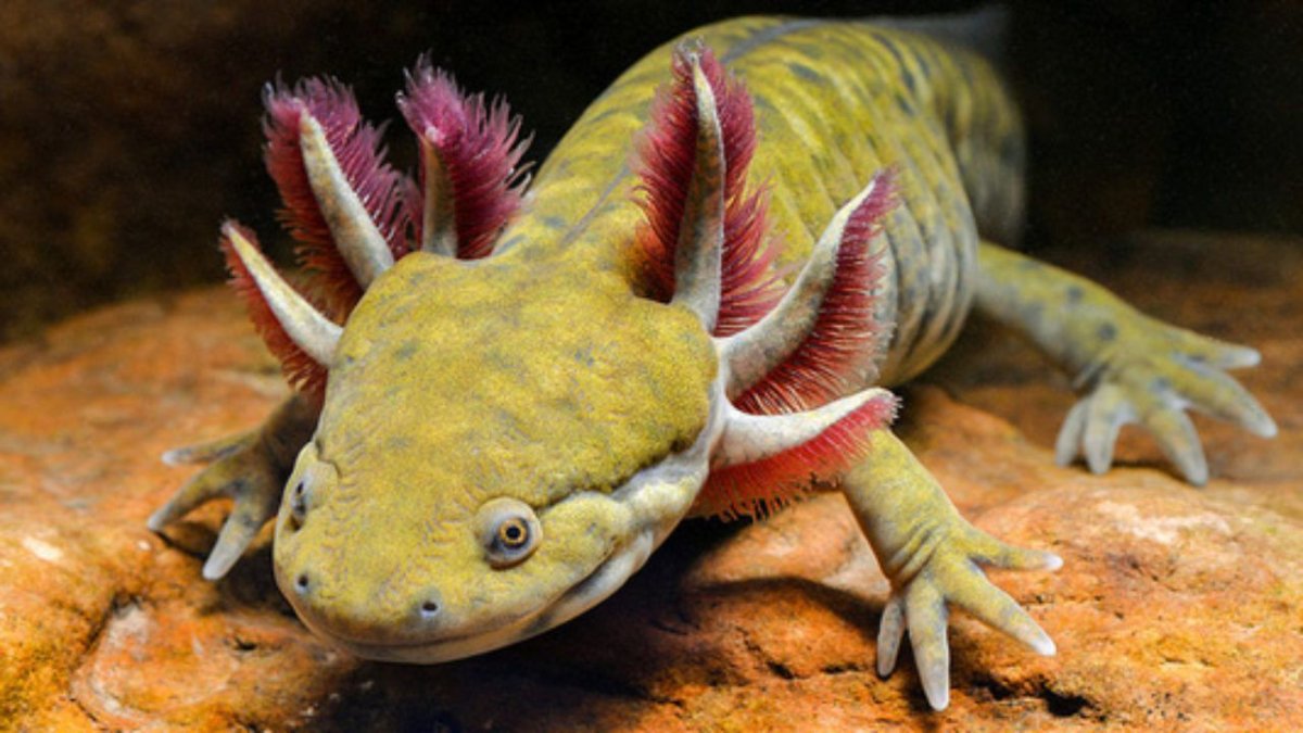 Тигровая амбистома аксолотль