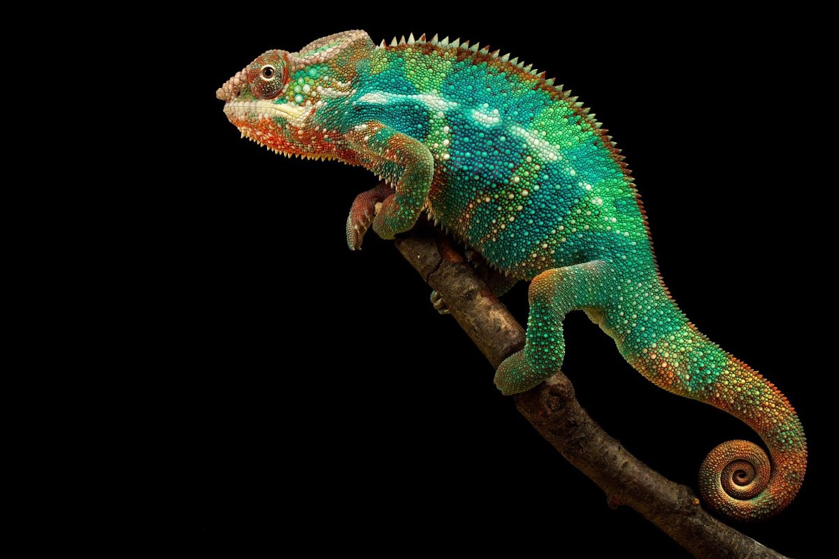 Хамелеон Антимена