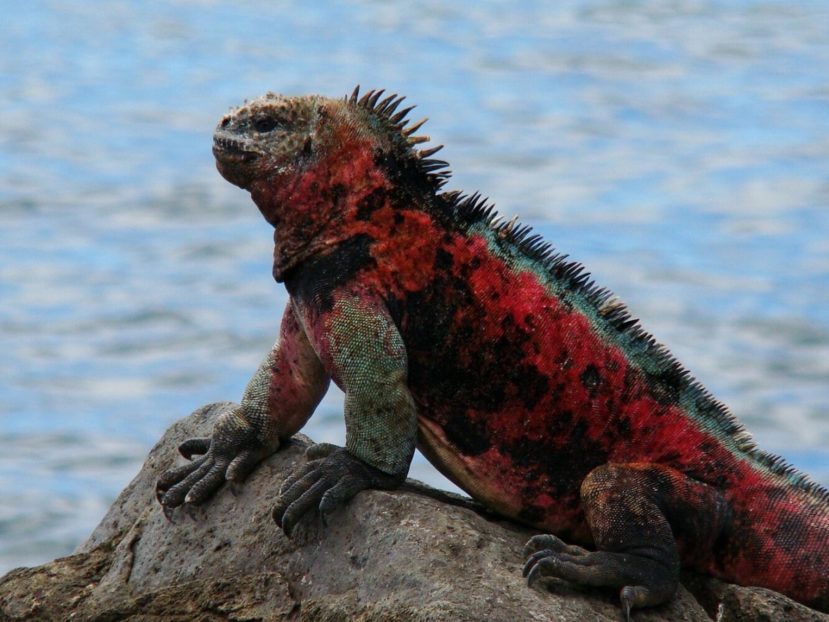 Морская игуана Галапагосские острова