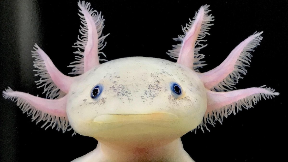 Аксолотль мексиканской амбистомы
