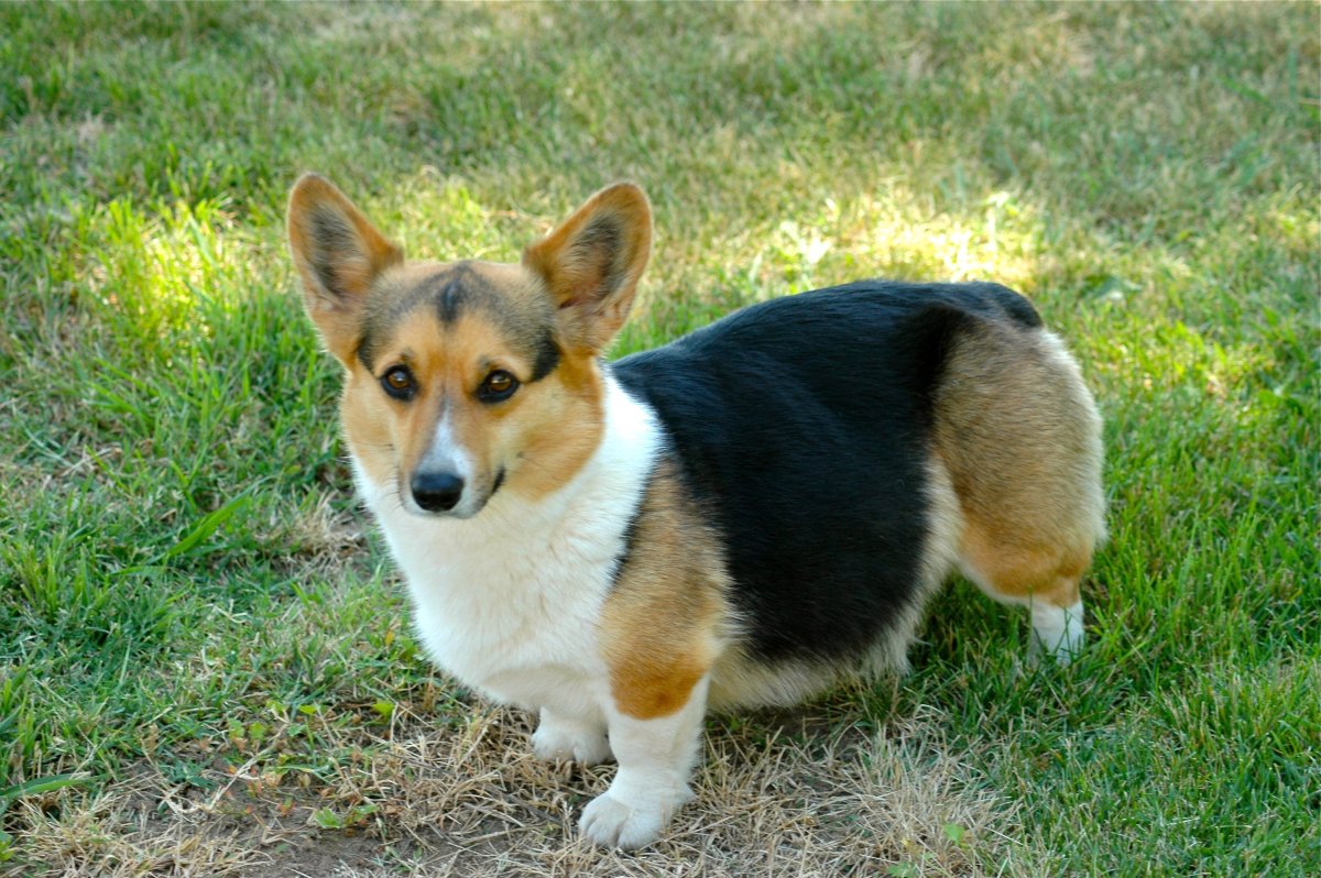 Белый корги пемброк