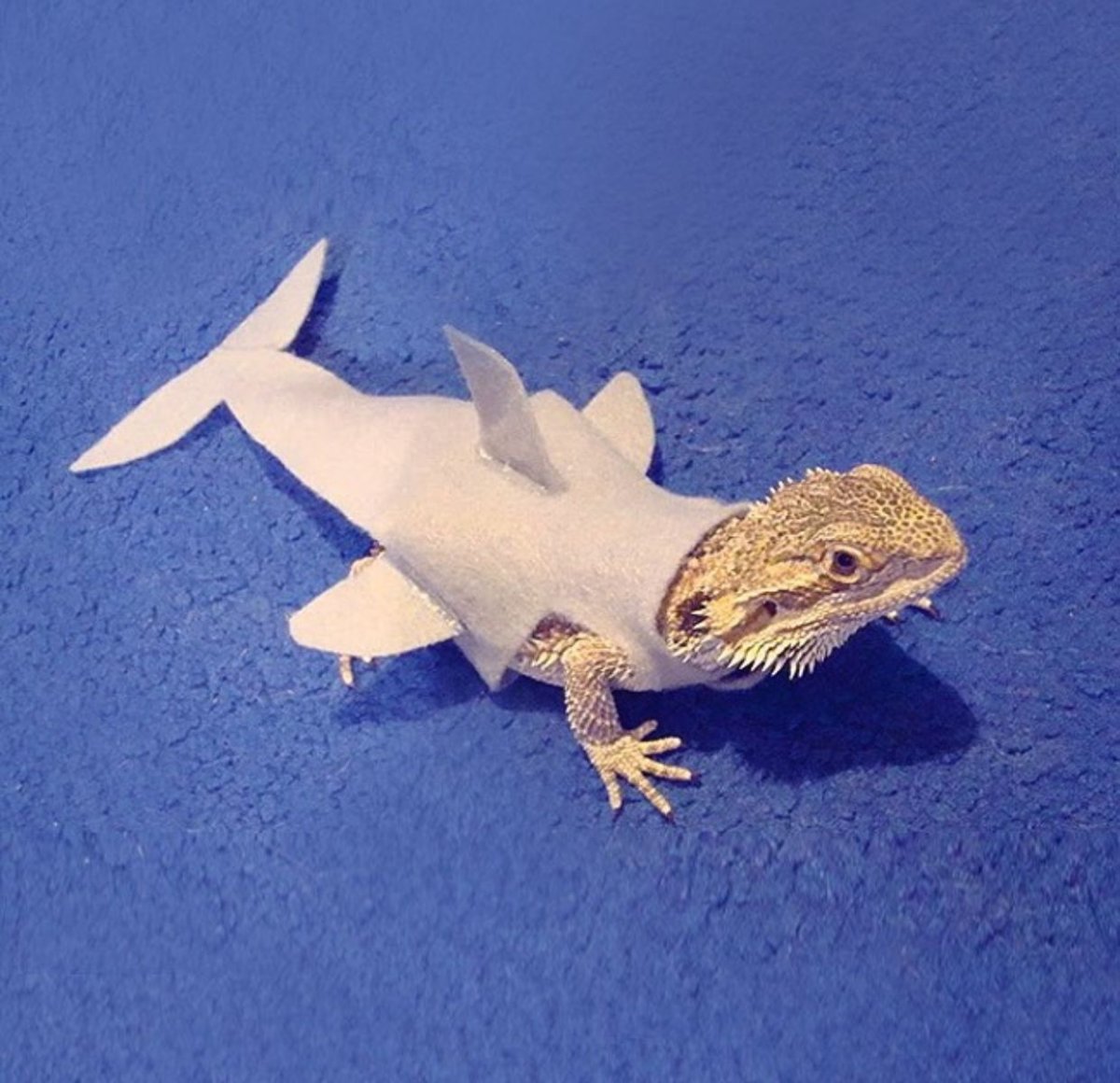 Костюм акулы на бородатую агаму