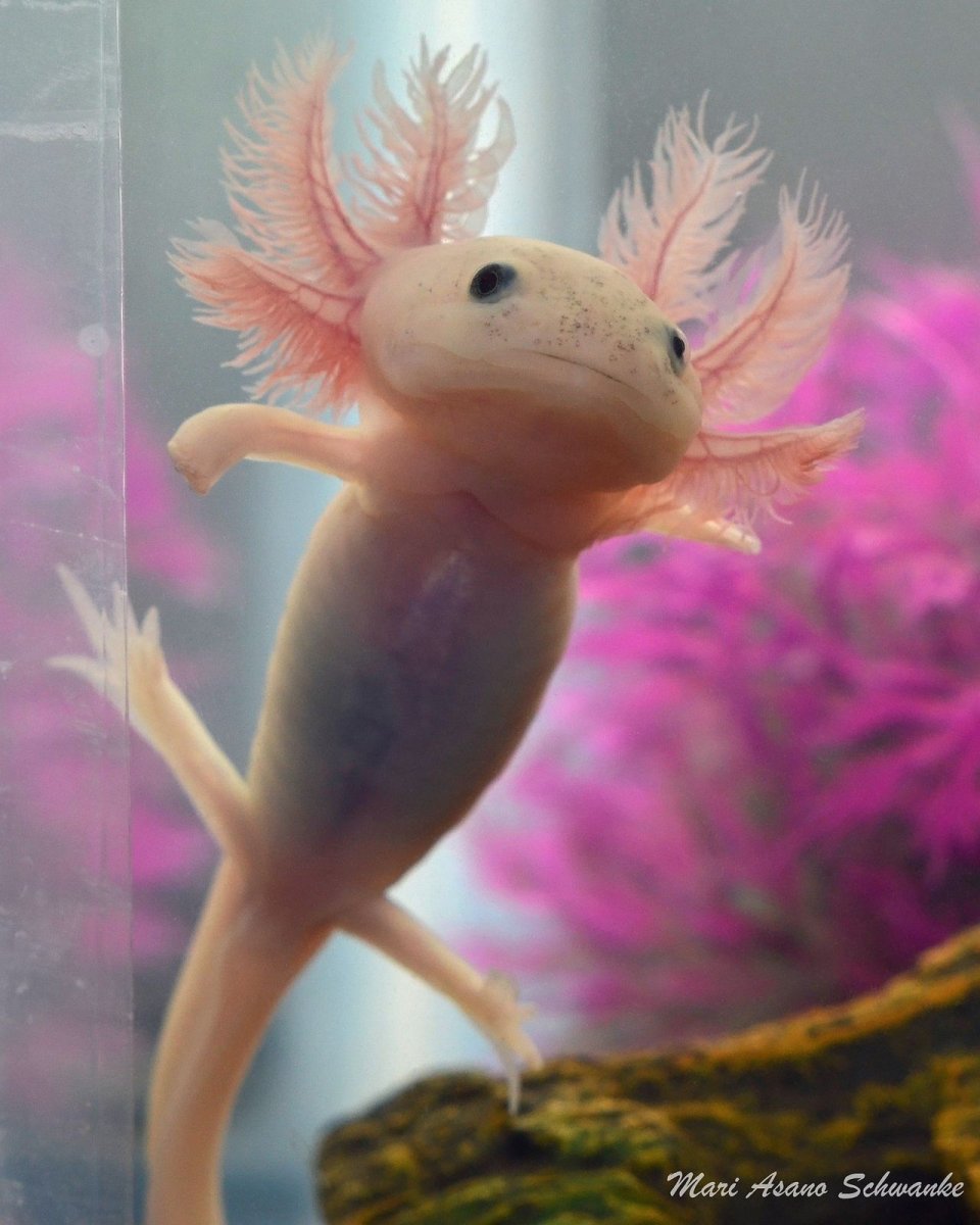 Тритон аквариумный аксолотль