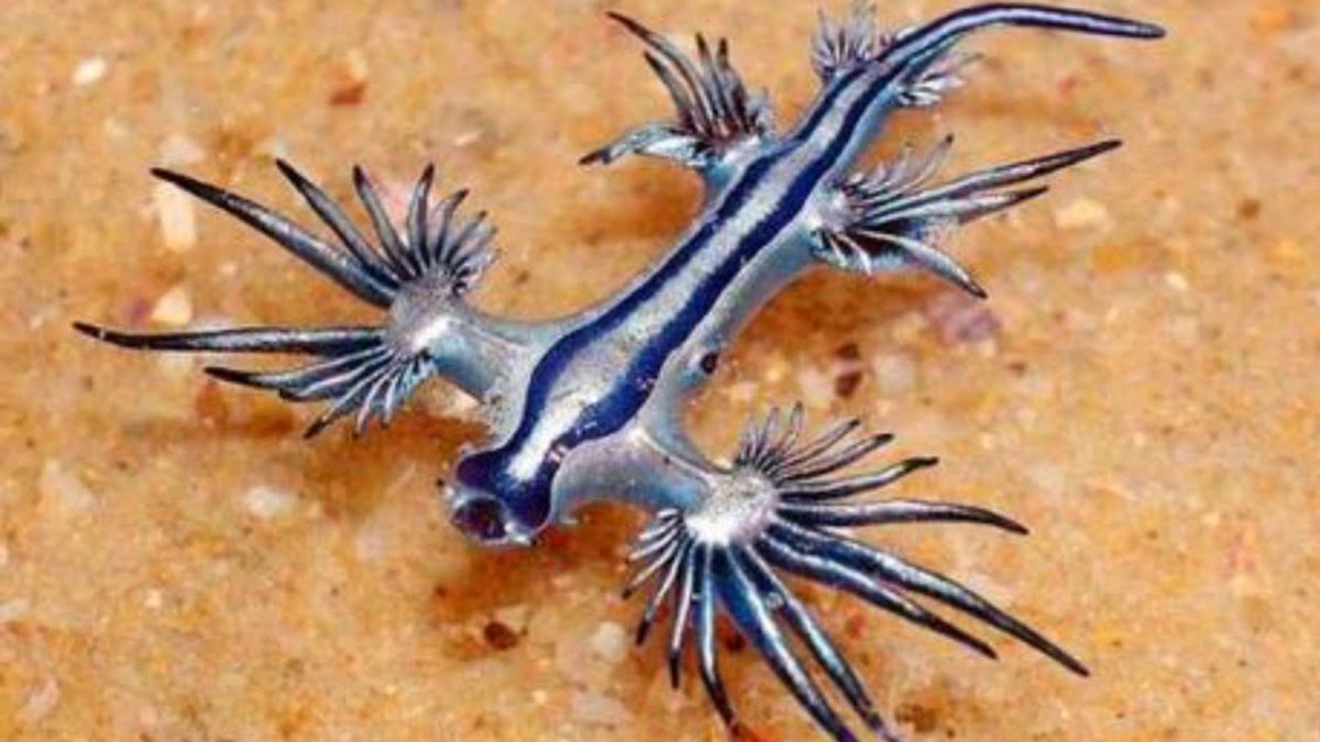 Морской дракон животное