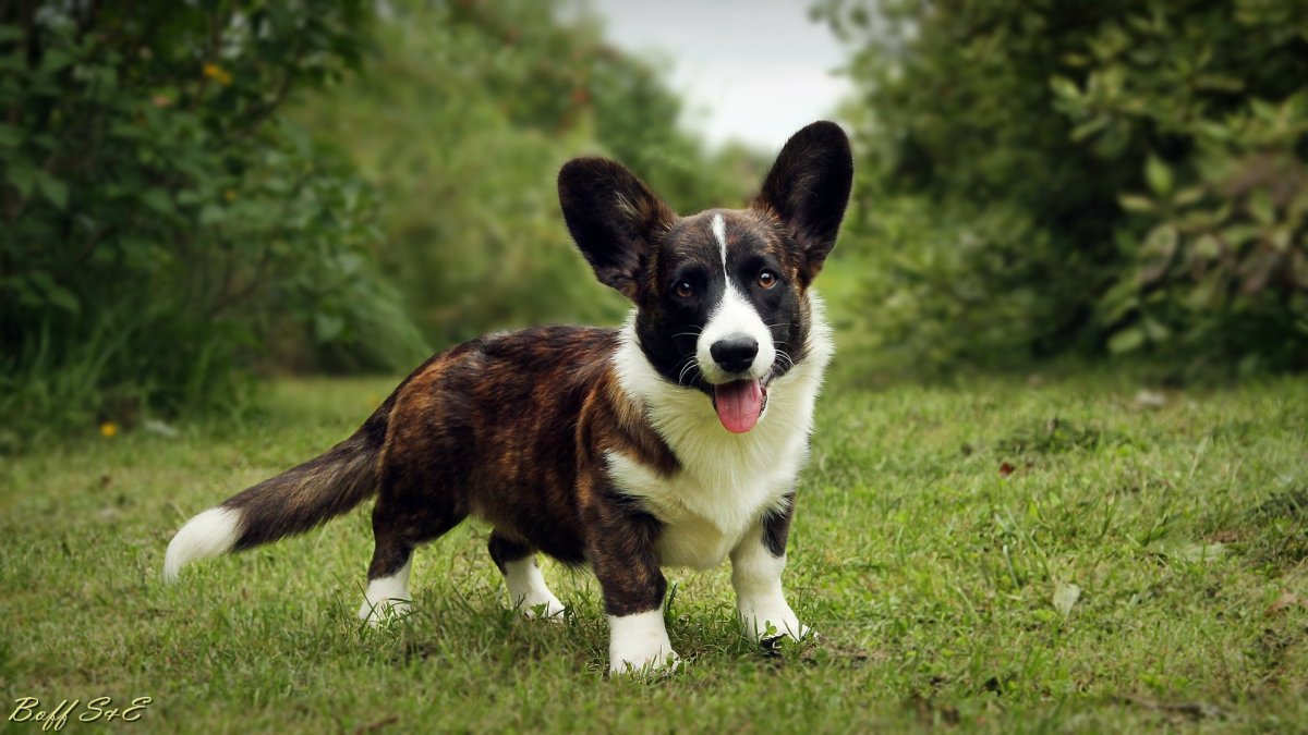 Вельш корги кардиган черный
