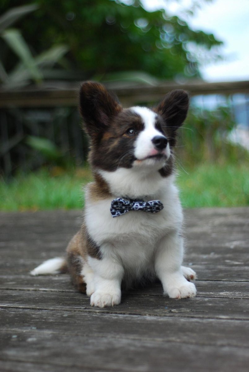 Вельш корги пемброк черный