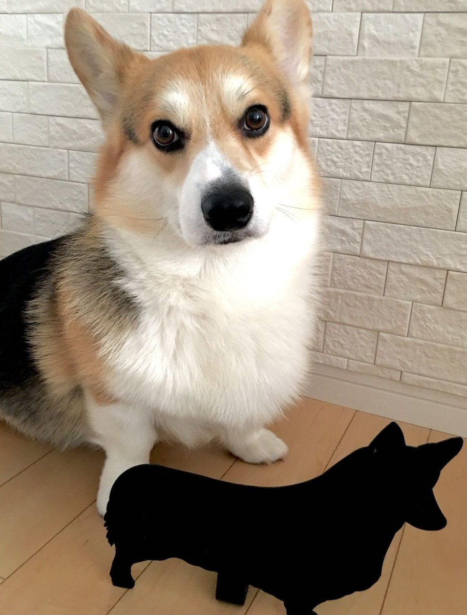 Корги пемброк черный