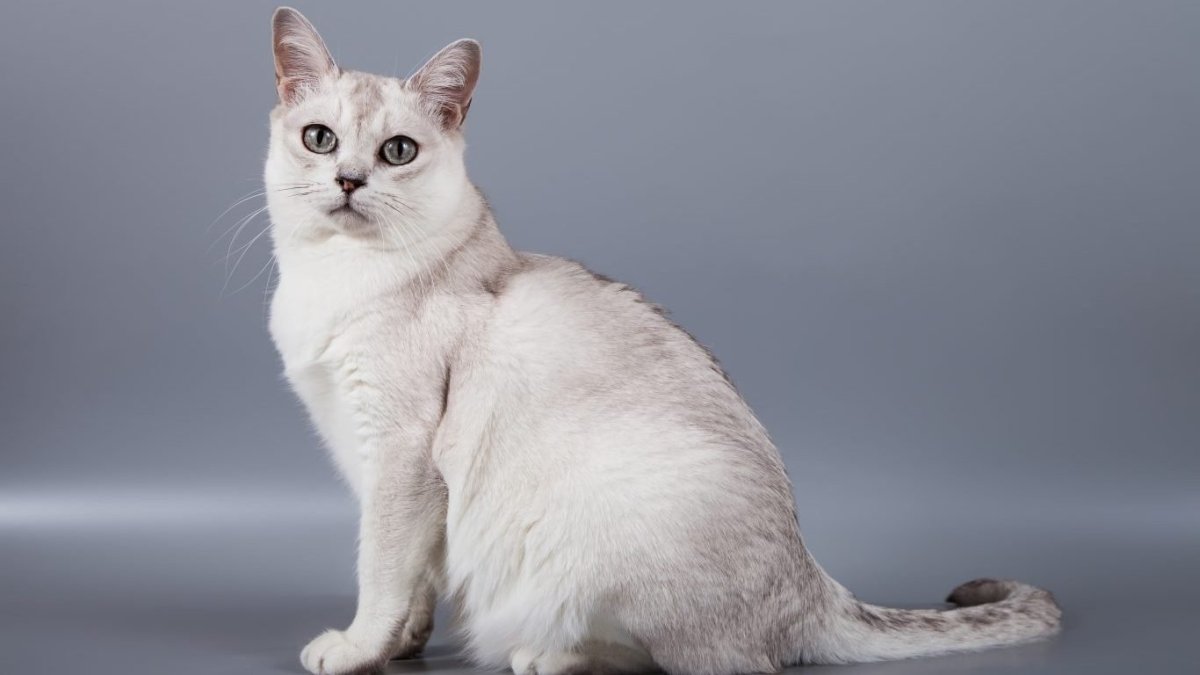 Бурмилла шиншилла